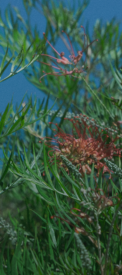 Soft Boy Honey Mobile Hero