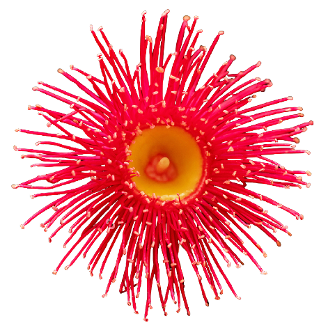 Bloodwood