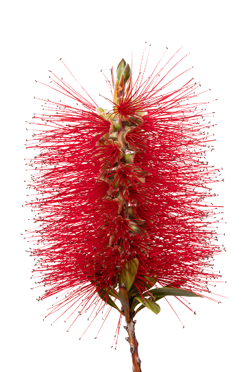 Bottlebrush