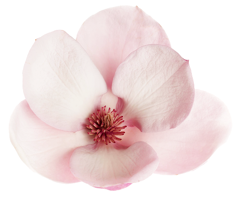 Magnolia