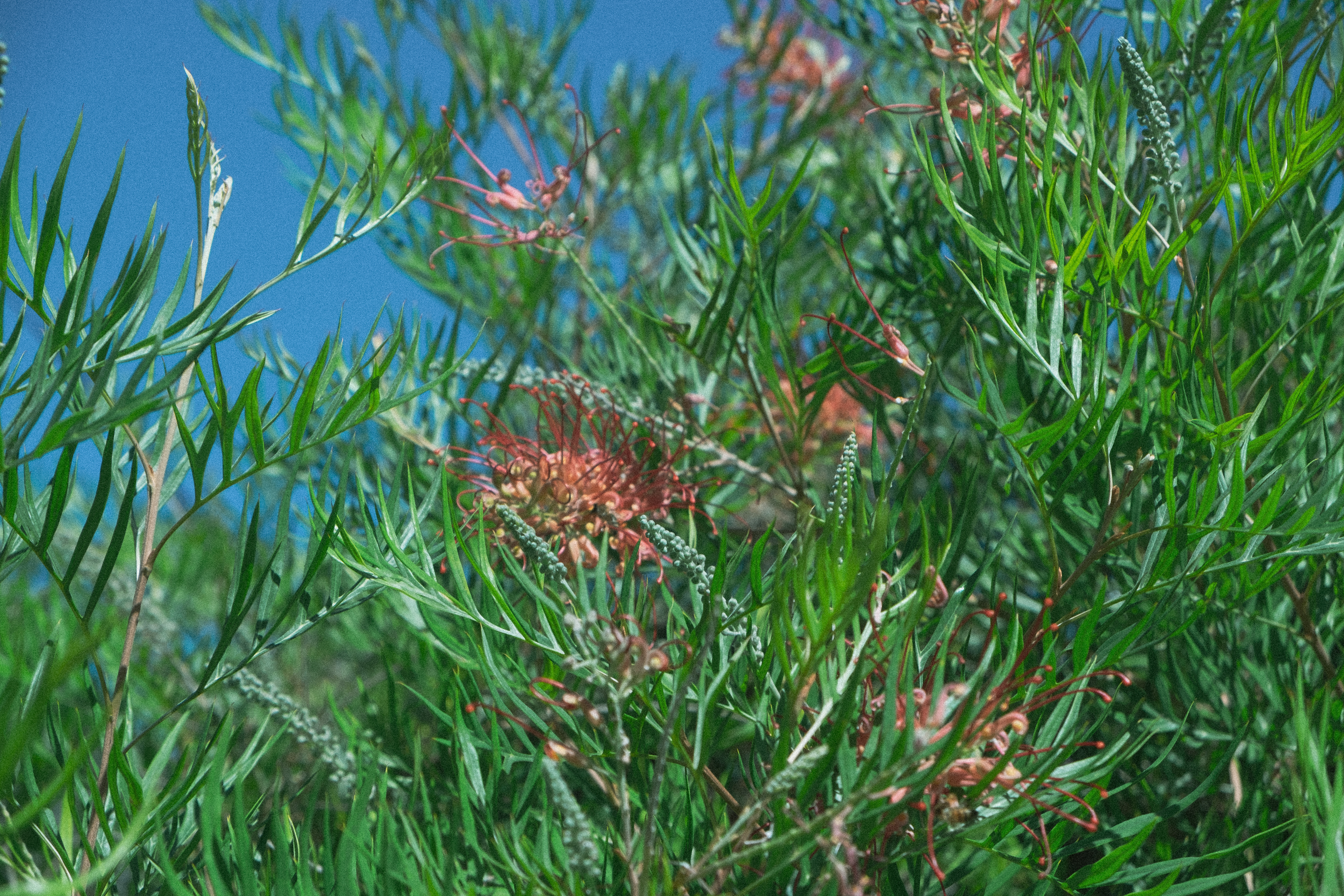 Soft Boy Honey Mobile Hero