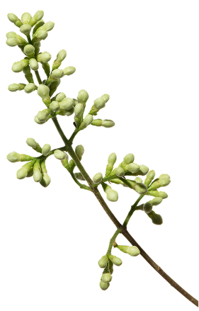 Japanese Privet